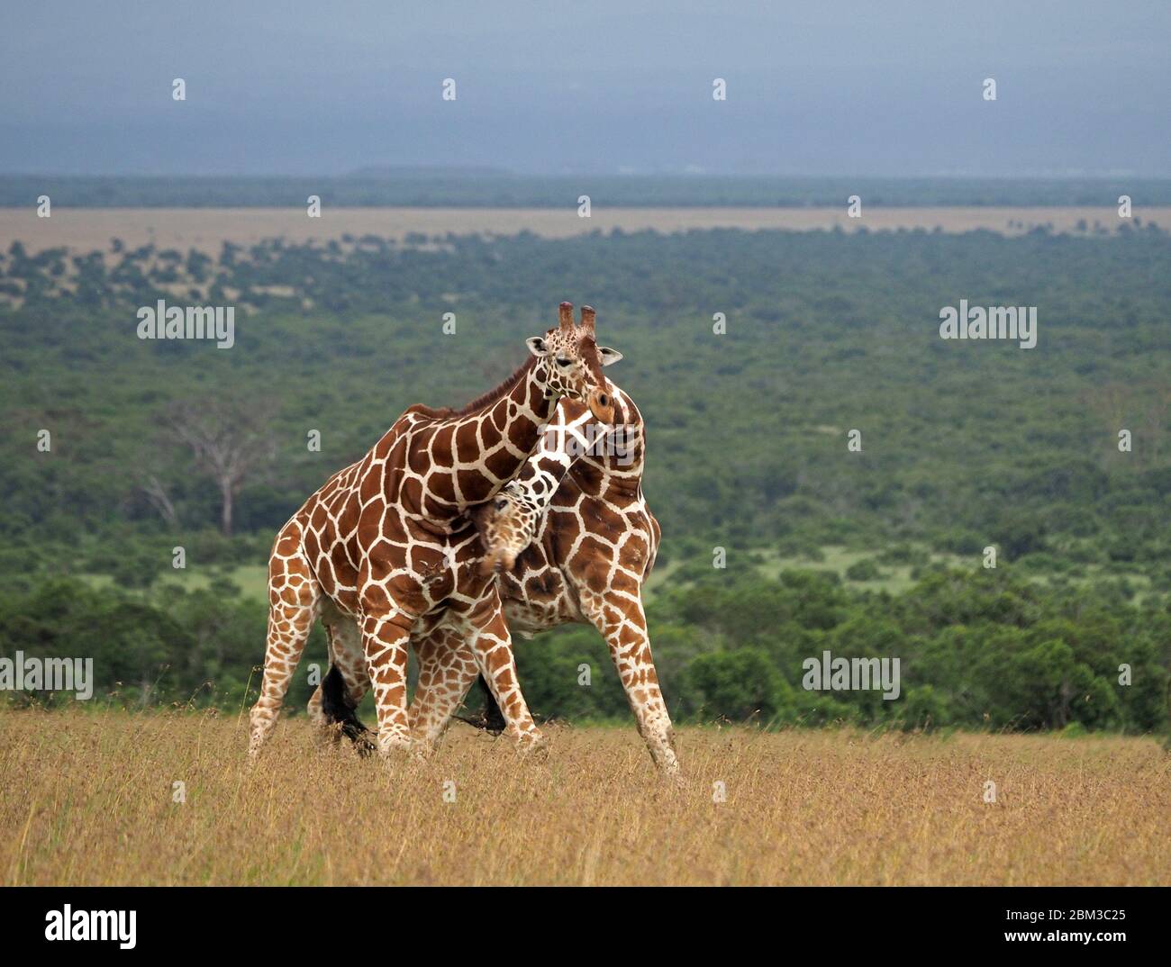 Due vecchie giraffe toro reticulate (Giraffa camelopardis reticulata) lotta per diritto di accoppiamento con la femmina -OL Pejeta Conservancy, Laikipia, Kenya, Africa Foto Stock