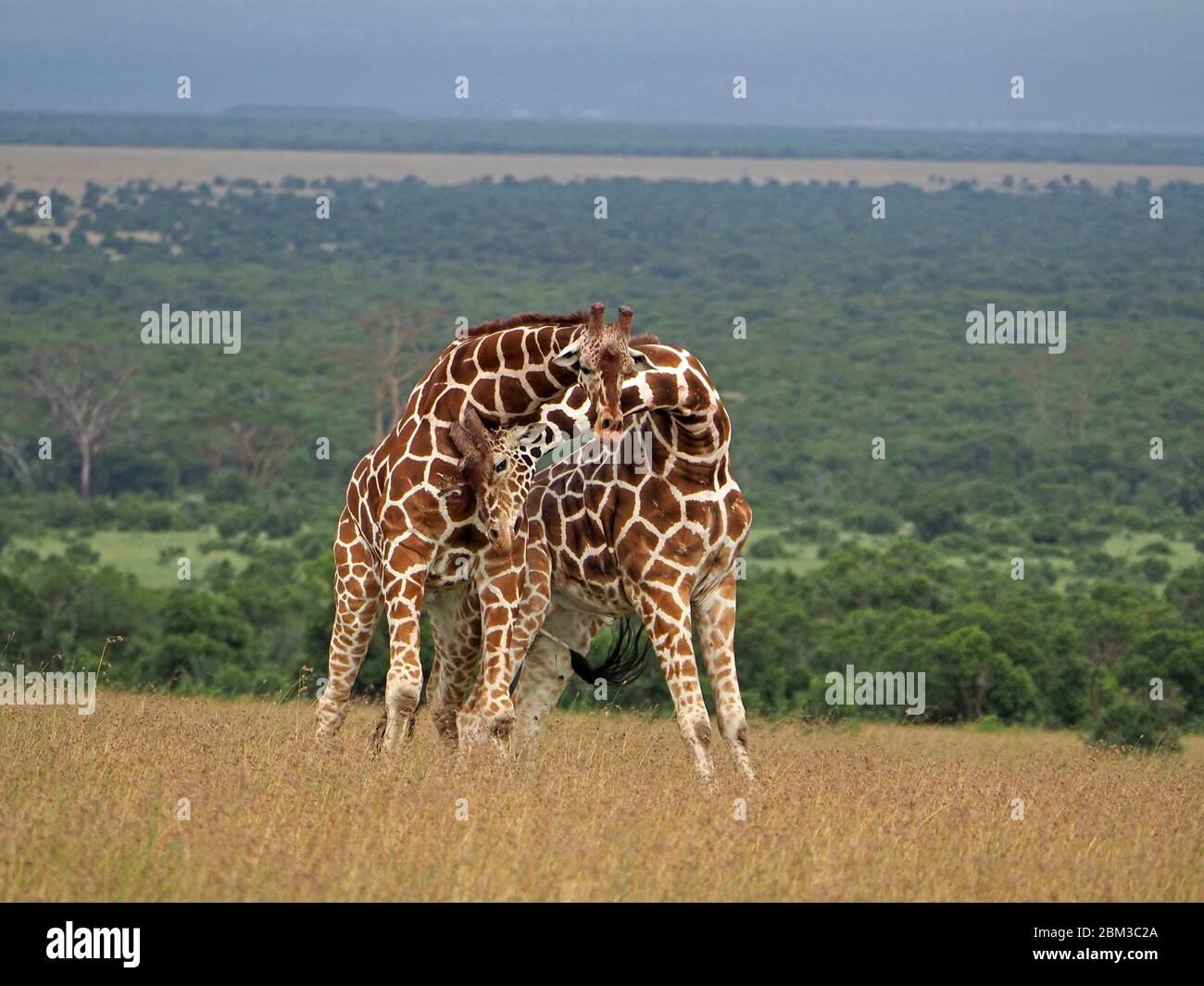 Due vecchie giraffe toro reticulate (Giraffa camelopardis reticulata) lotta per diritto di accoppiamento con la femmina -OL Pejeta Conservancy, Laikipia, Kenya, Africa Foto Stock