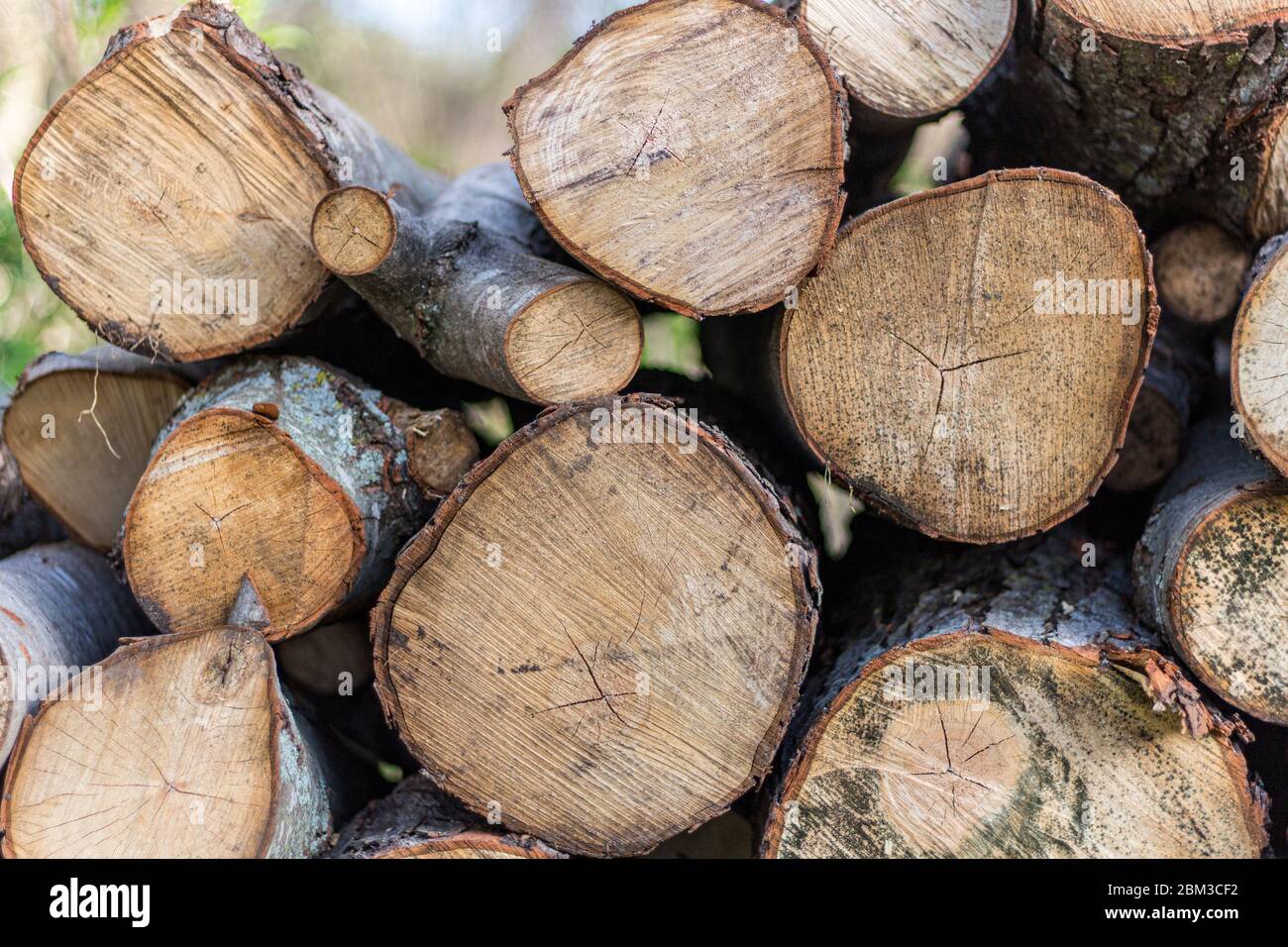 Pila di legno di fuoco segato Foto Stock