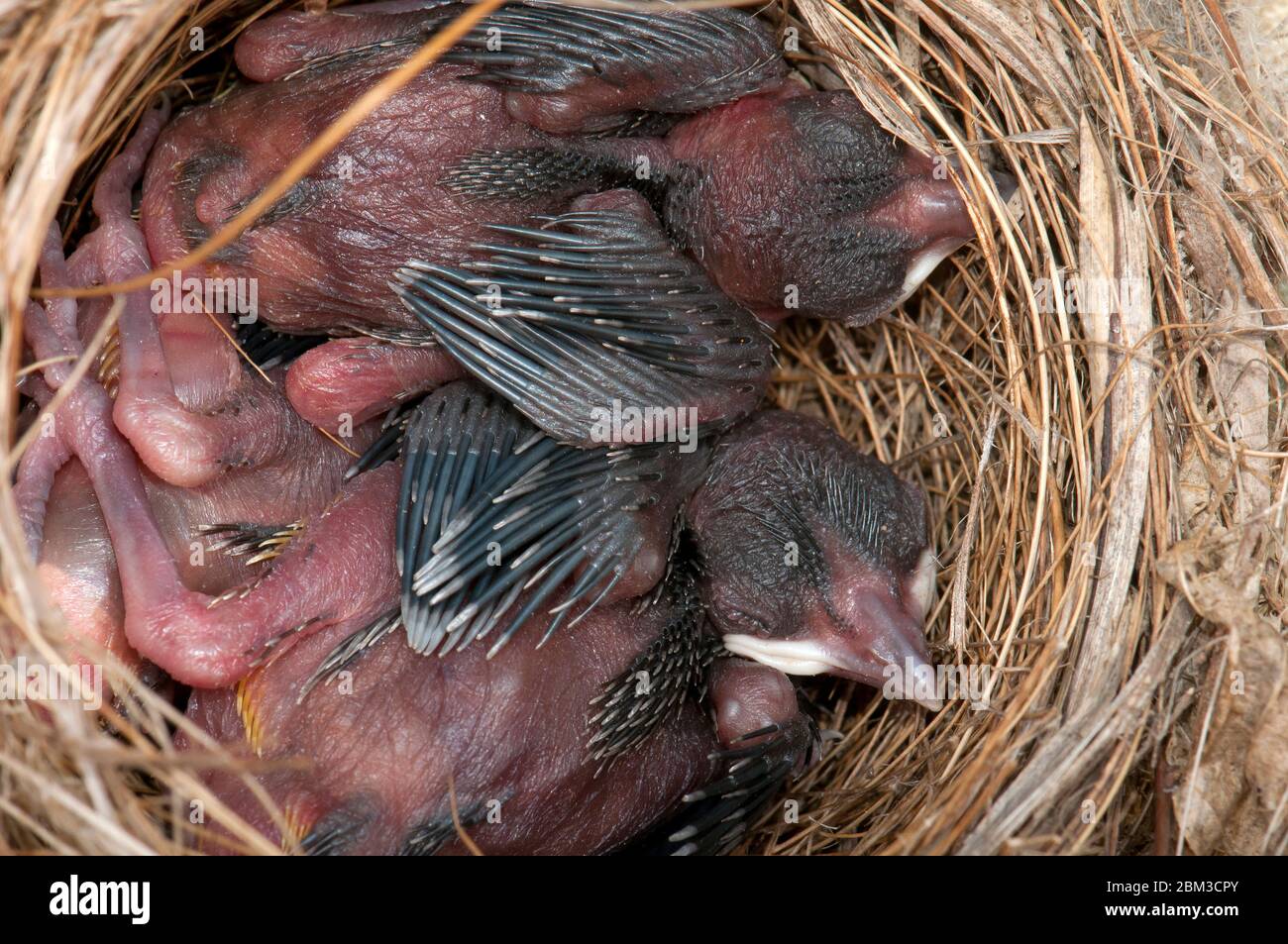 I pulcini affamati nel nido Foto Stock