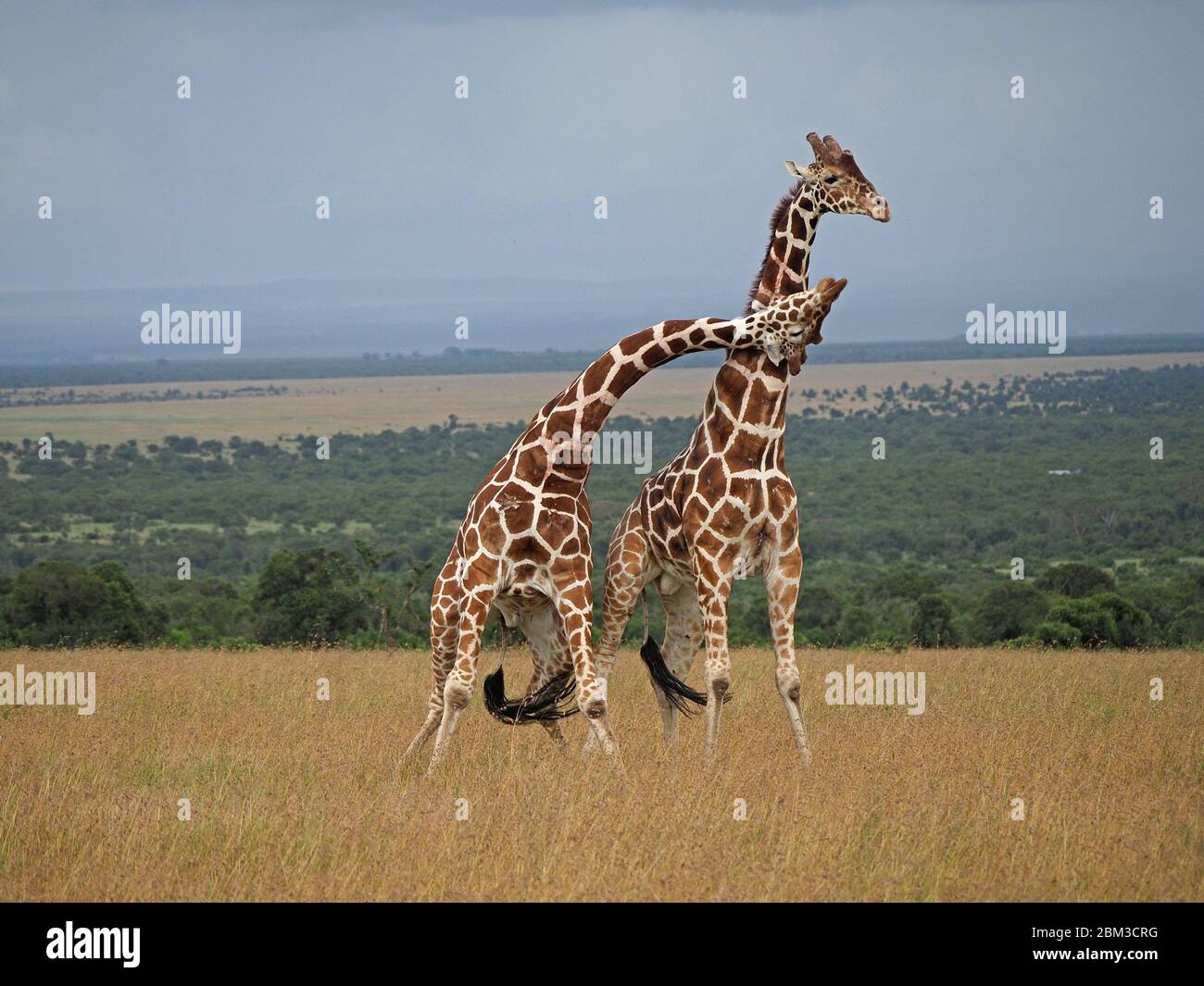 Due vecchie giraffe toro reticulate (Giraffa camelopardis reticulata) lotta per diritto di accoppiamento con la femmina -OL Pejeta Conservancy, Laikipia, Kenya, Africa Foto Stock