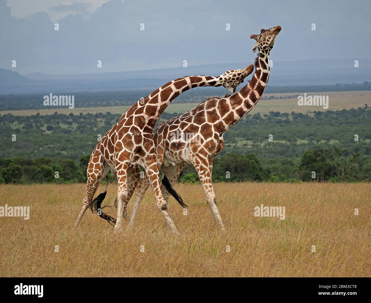 Due vecchie giraffe toro reticulate (Giraffa camelopardis reticulata) lotta per diritto di accoppiamento con la femmina -OL Pejeta Conservancy, Laikipia, Kenya, Africa Foto Stock