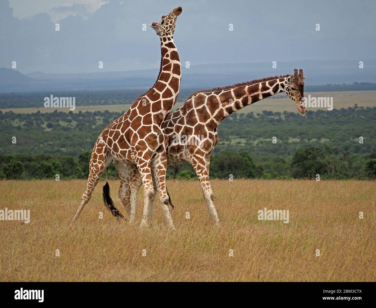 Due vecchie giraffe toro reticulate (Giraffa camelopardis reticulata) lotta per diritto di accoppiamento con la femmina -OL Pejeta Conservancy, Laikipia, Kenya, Africa Foto Stock