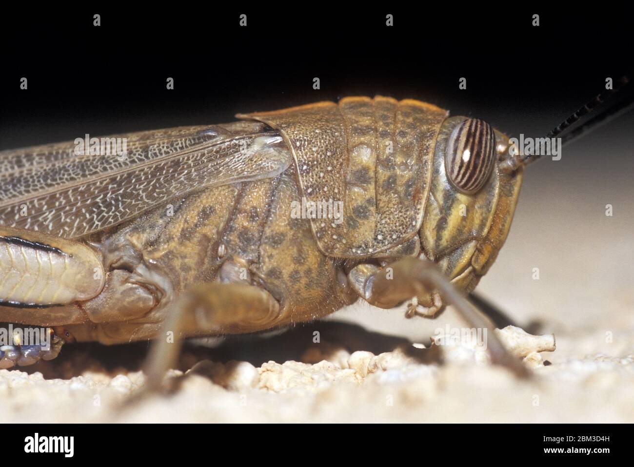 Locusta, Grasshopper, locusta nel deserto di notte Foto Stock