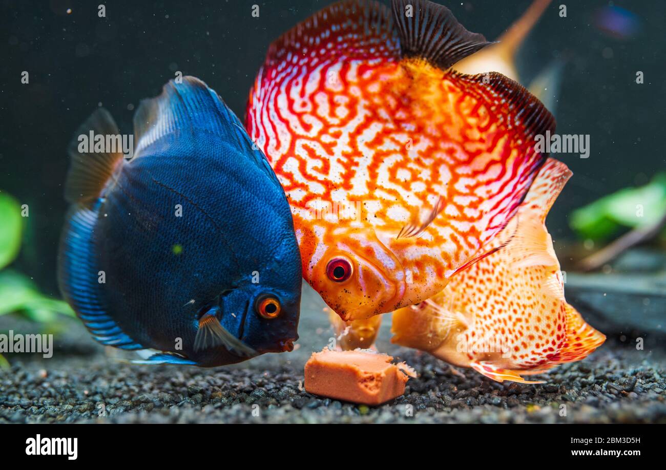 Pesce colorato dalle spieces Symphysodon disco in acquario alimentazione sulla carne. Foto Stock