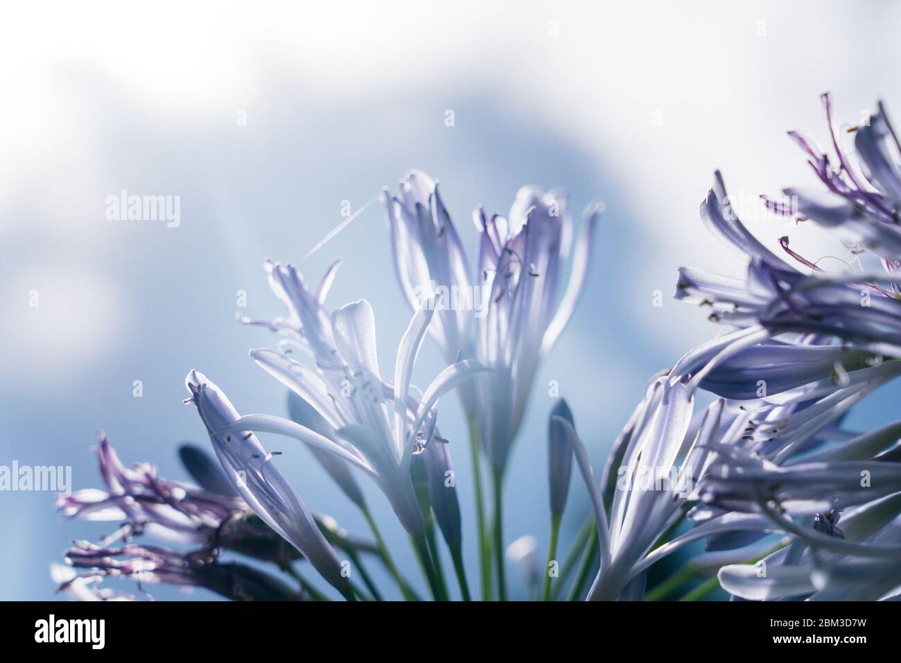 Fiore viola di Agapanthus nelle Hawaii Foto Stock