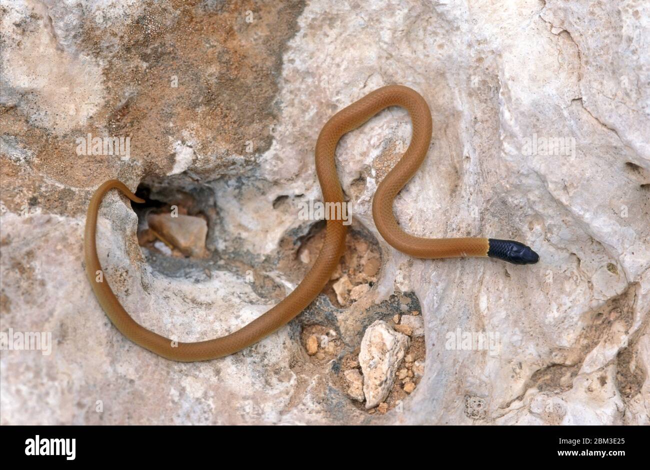 Serpente macinato a testa nera (Rhynchocalamus melanocephalus) Foto Stock