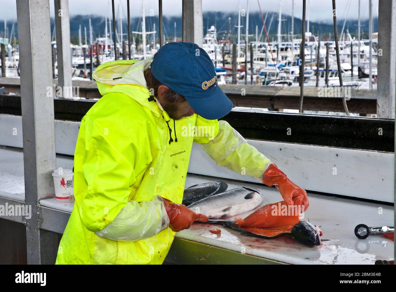 Pulizia del pesce di salmone in Alaska Foto Stock