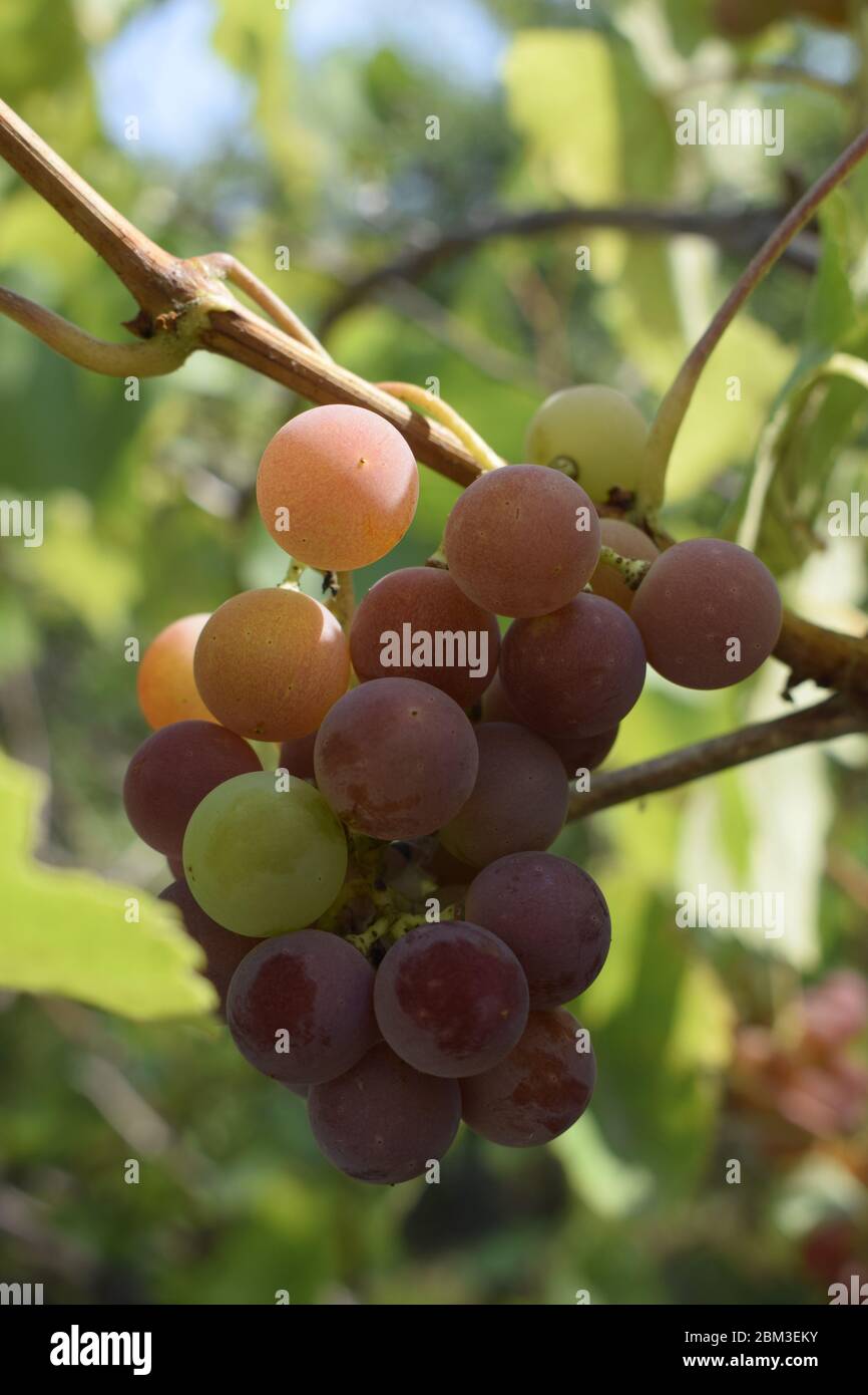 Uve rosse non mature. Mazzo di uve su una vite al sole / i viticoltori uve su una vite / vino rosso Foto Stock