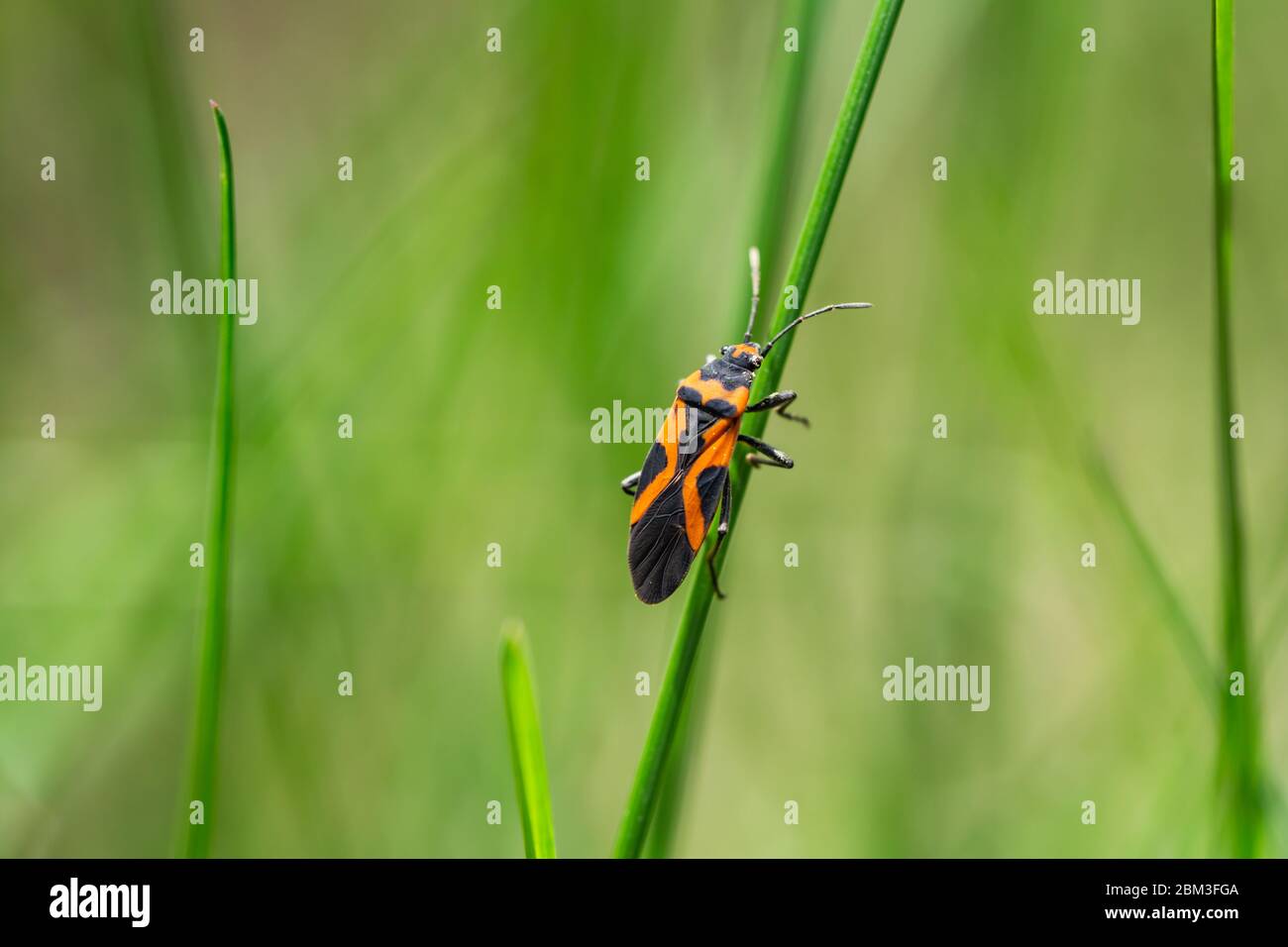 Falso Milkweed Bug su foglia in primavera Foto Stock