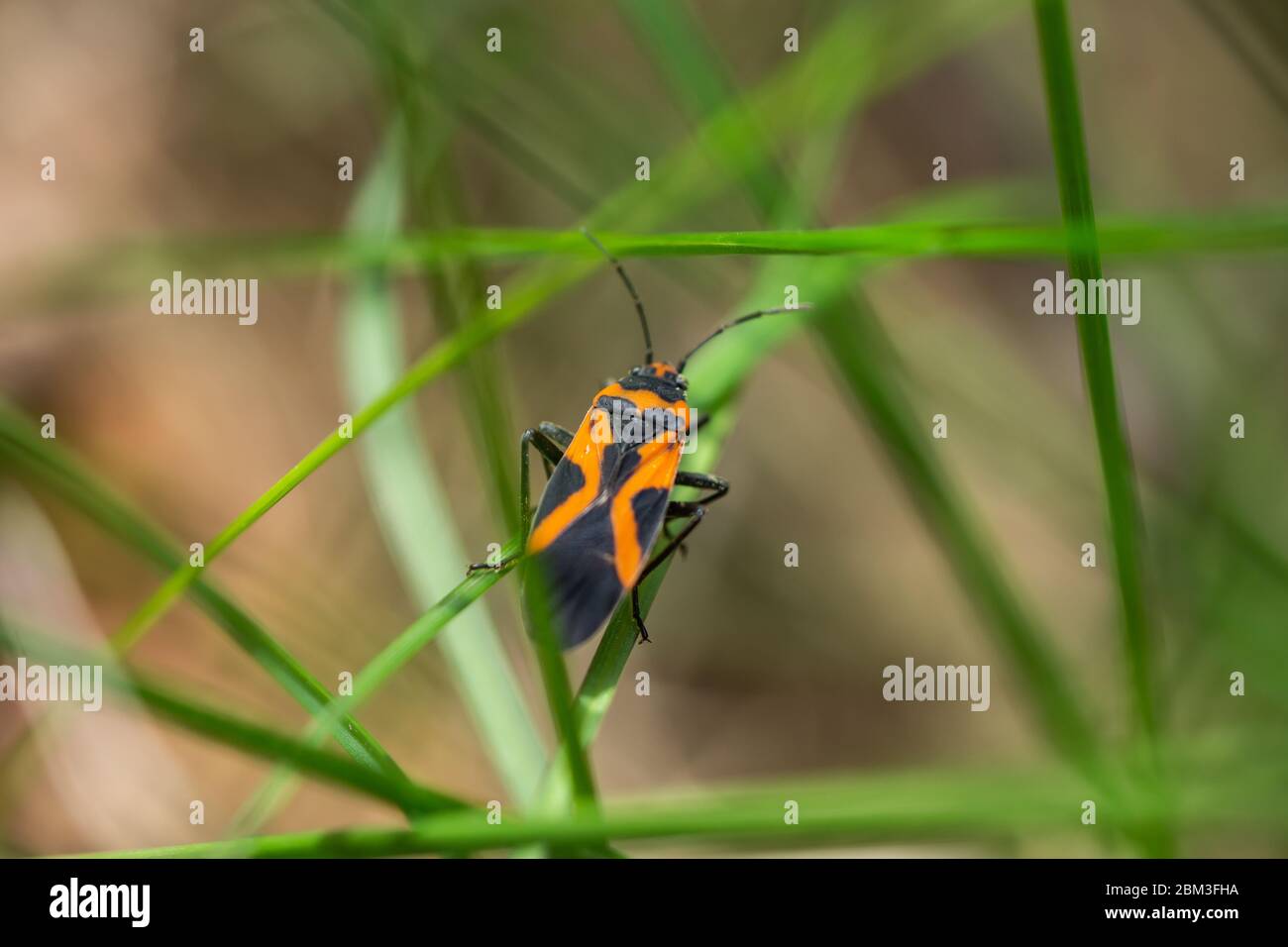Falso Milkweed Bug su foglia in primavera Foto Stock