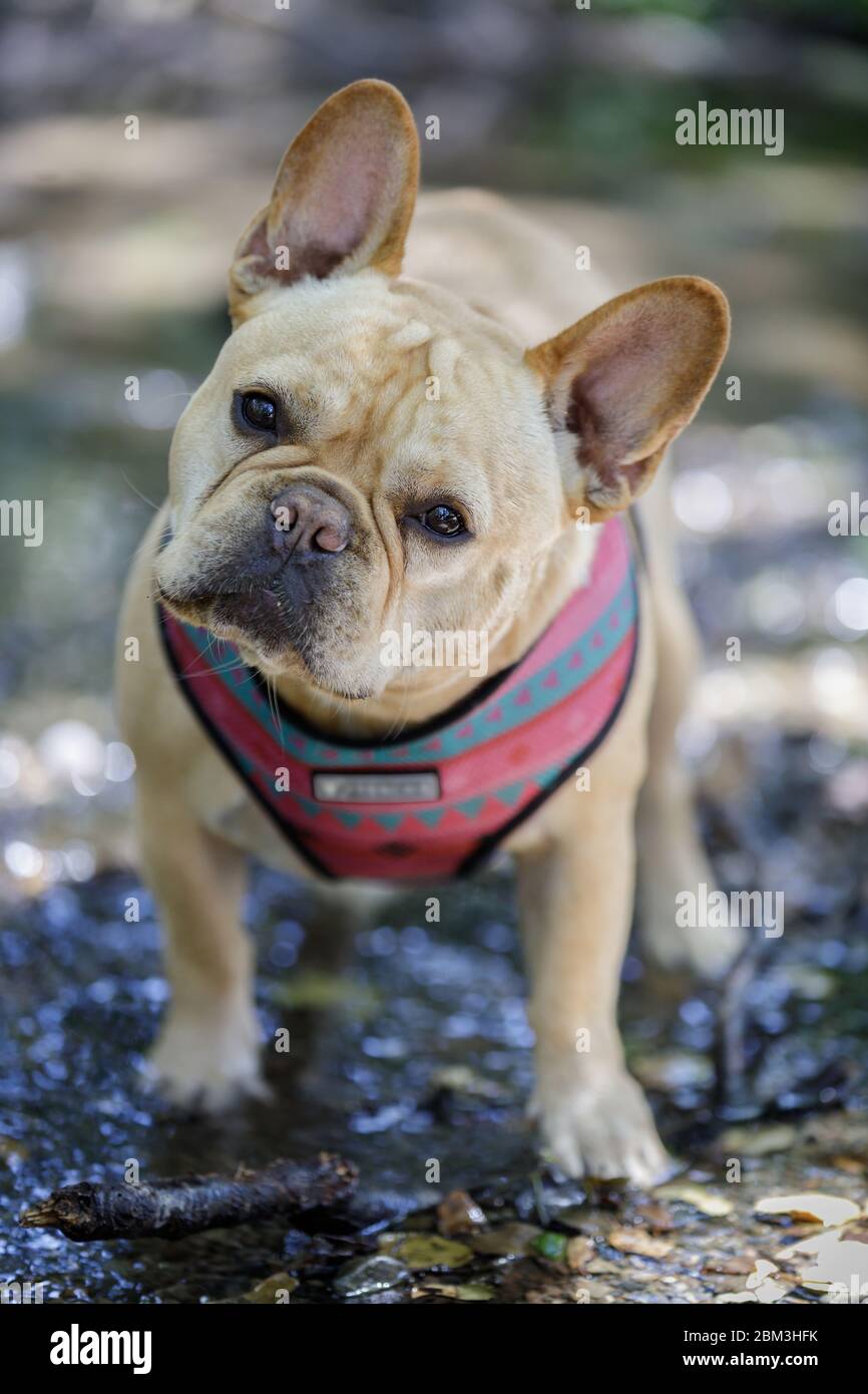 Bulldog francese in posa in un torrente nella California del Nord Foto Stock