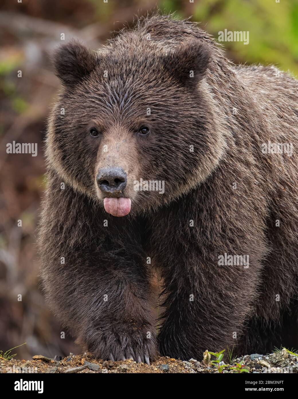 Un orso marrone subadulto attacca la sua lingua fuori brevemente dopo pascolare su un certo erba, permettendo un'immagine cute. Foto Stock