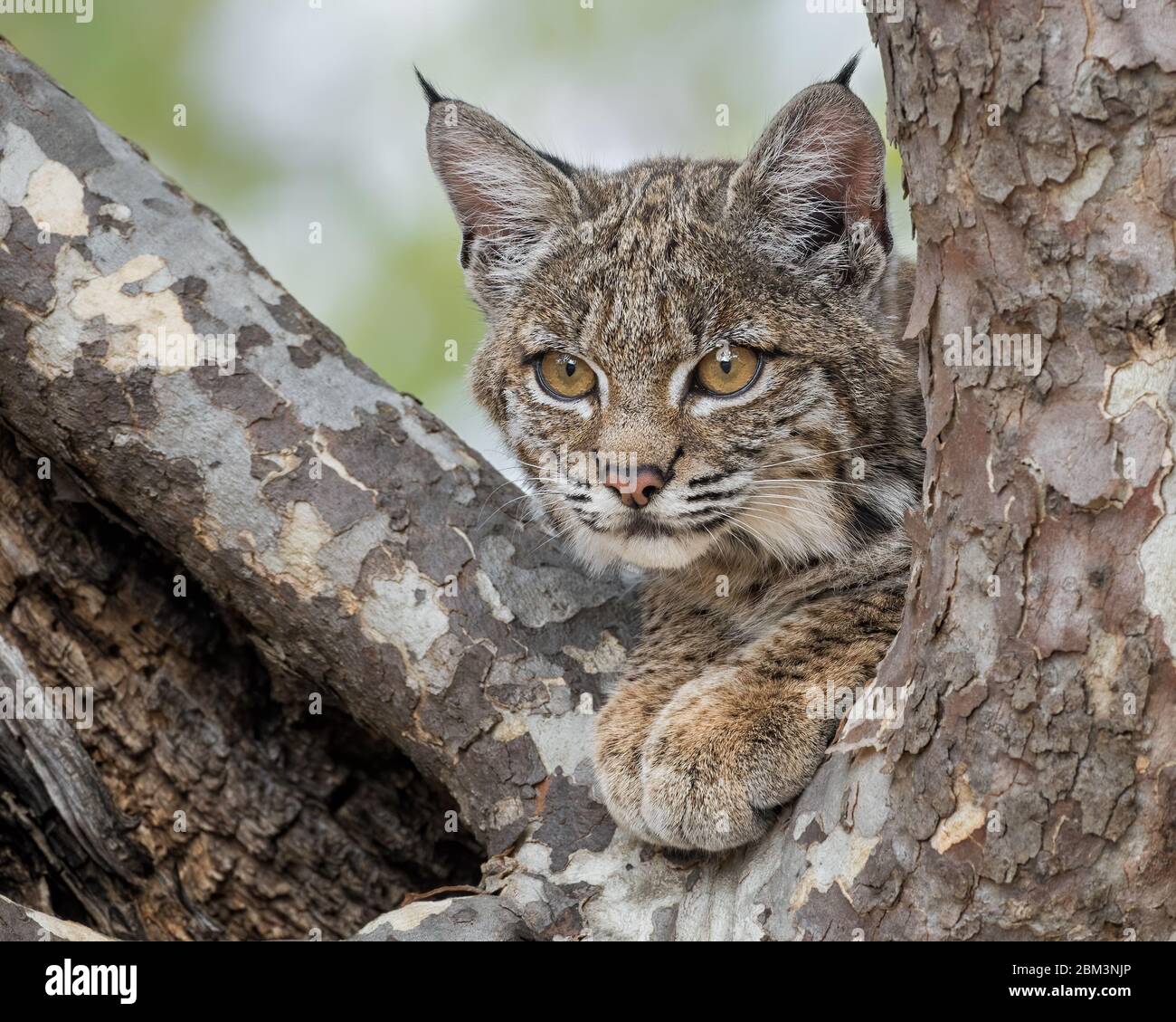 Un gattino di Bobcat esce da un albero di sycamore. I boscati, specialmente i giovani come questo devono essere comodi negli alberi per nascondersi dai predatori. Foto Stock