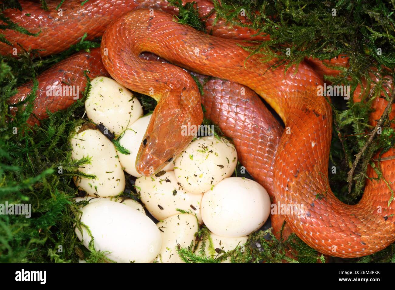 Serpente di mais (Pantherophis guttatus), femmina con uova recentemente deposte, in cattività, nativo degli Stati Uniti orientali, Foto Stock