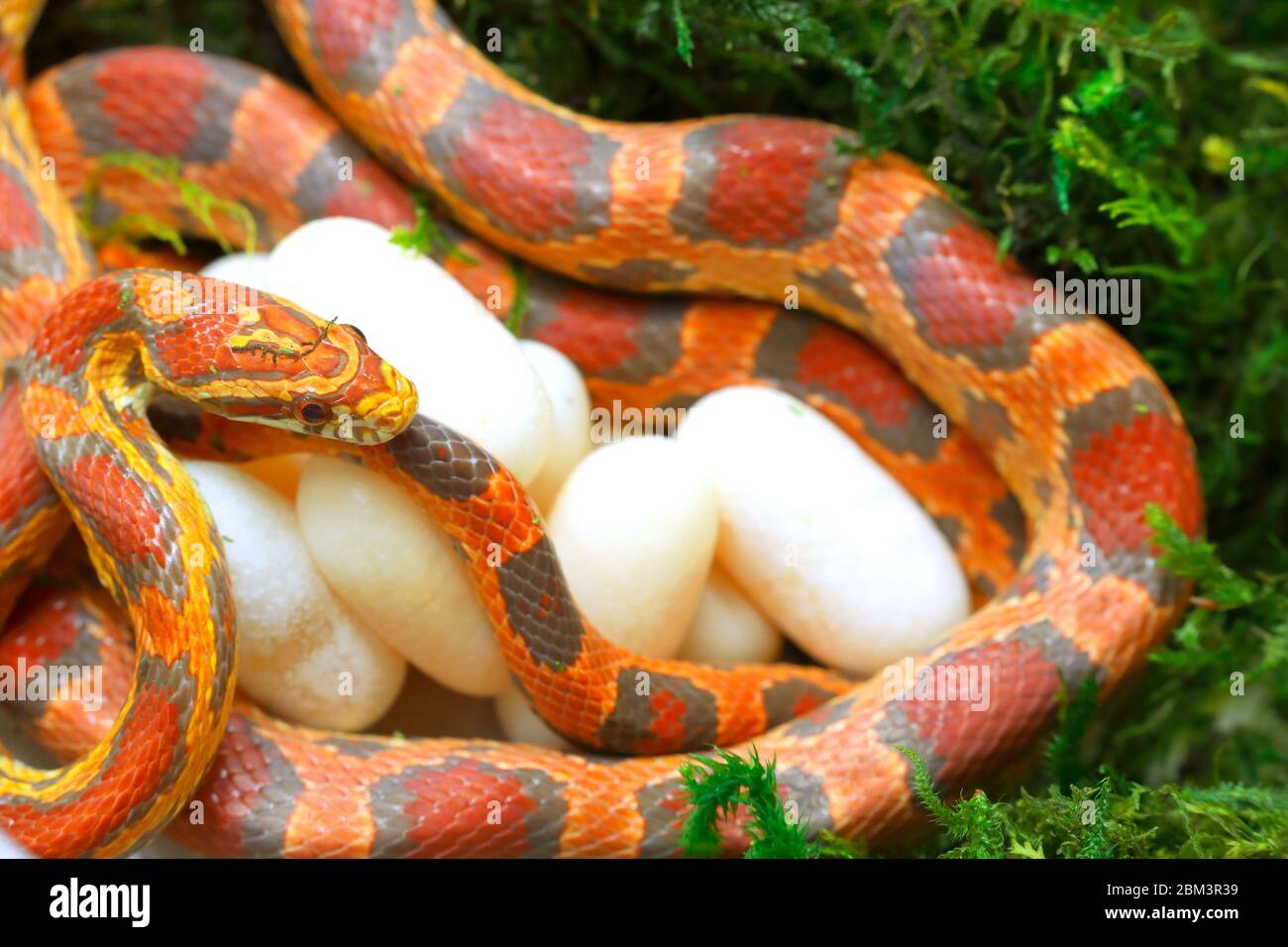 Serpente di mais (Pantherophis guttatus), femmina con uova recentemente deposte, in cattività, nativo degli Stati Uniti orientali Foto Stock