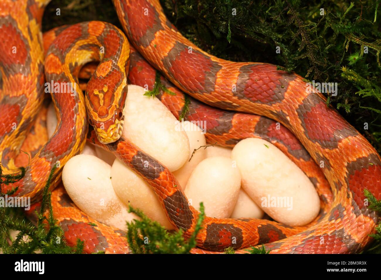 Serpente di mais (Pantherophis guttatus), femmina con uova recentemente deposte, in cattività, nativo degli Stati Uniti orientali Foto Stock