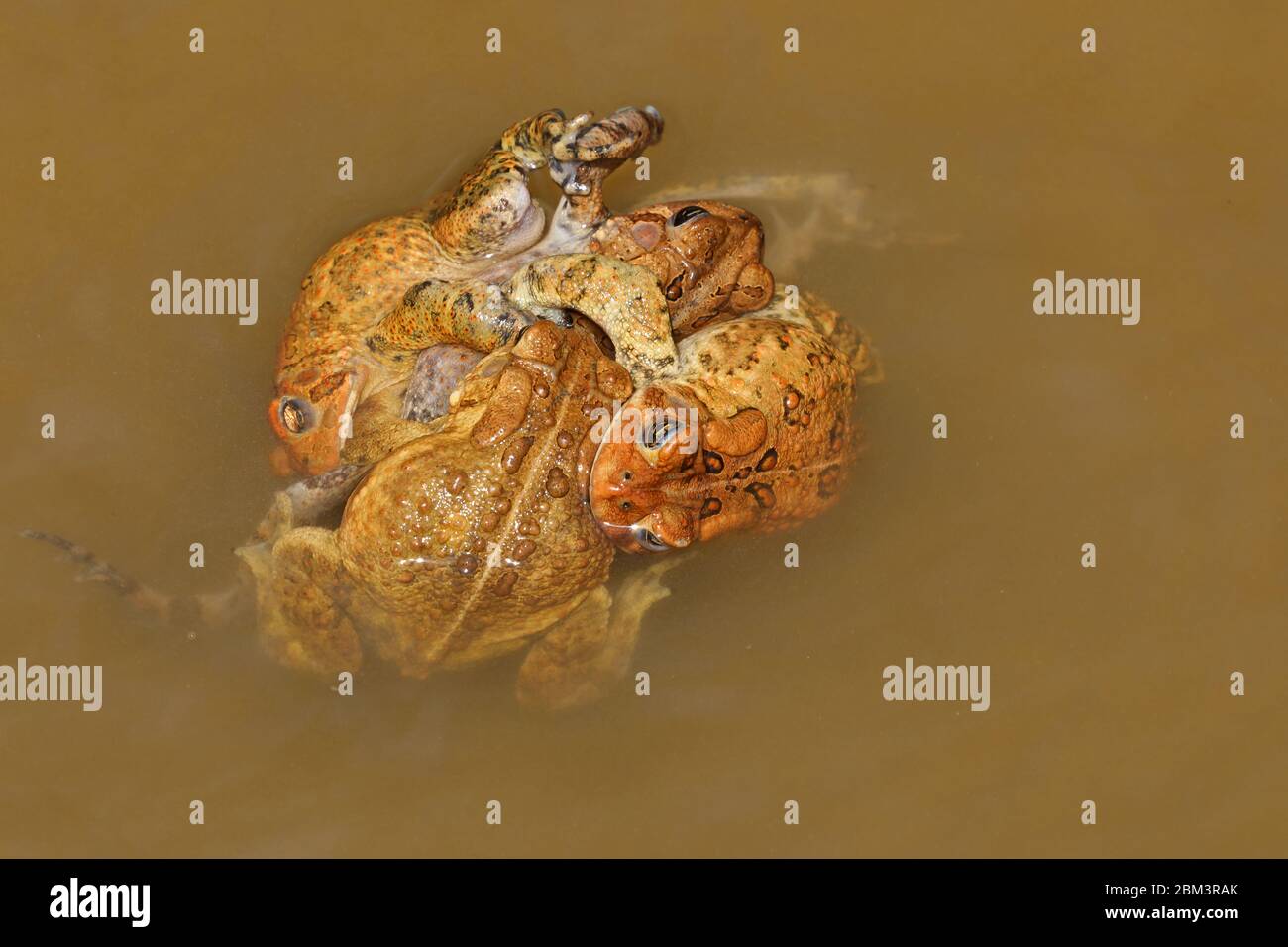 Toad americano (Anaxyrus americanus), 'nodo toad', maschi che tentano di accoppiarsi con femmina, Maryland Foto Stock