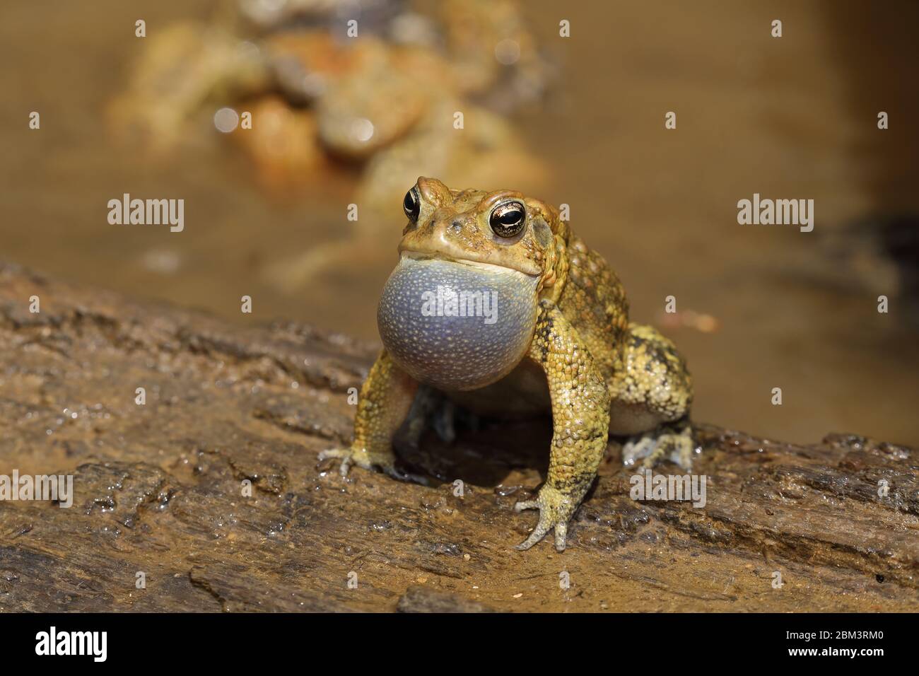 Toad americano (Anaxyrus americanus), maschio che chiama ad attrarre femmina, 'nodo del toad' sullo sfondo, Maryland Foto Stock