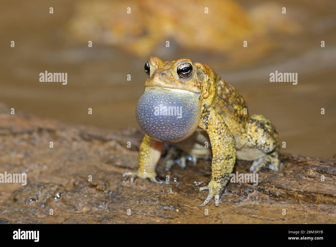 Toad americano (Anaxyrus americanus), maschio che chiama ad attrarre femmina, 'nodo del toad' sullo sfondo, Maryland Foto Stock