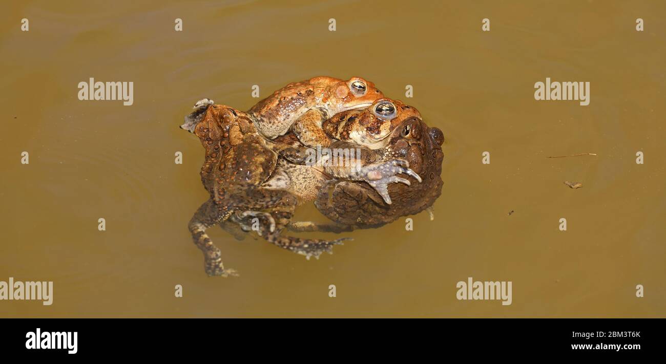 Toad americano (Anaxyrus americanus), 'nodo toad', maschi che tentano di accoppiarsi con femmina, Maryland Foto Stock