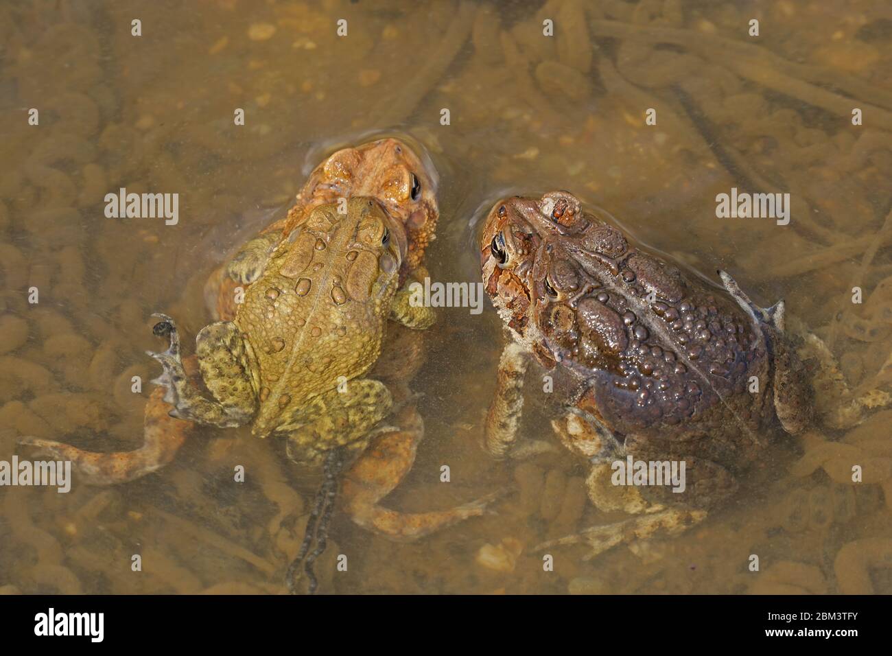 Toad americano (Anaxyrus americanus), coppie in ampexus, femmine che depongono uova tra le uova di altre coppie, Maryland Foto Stock