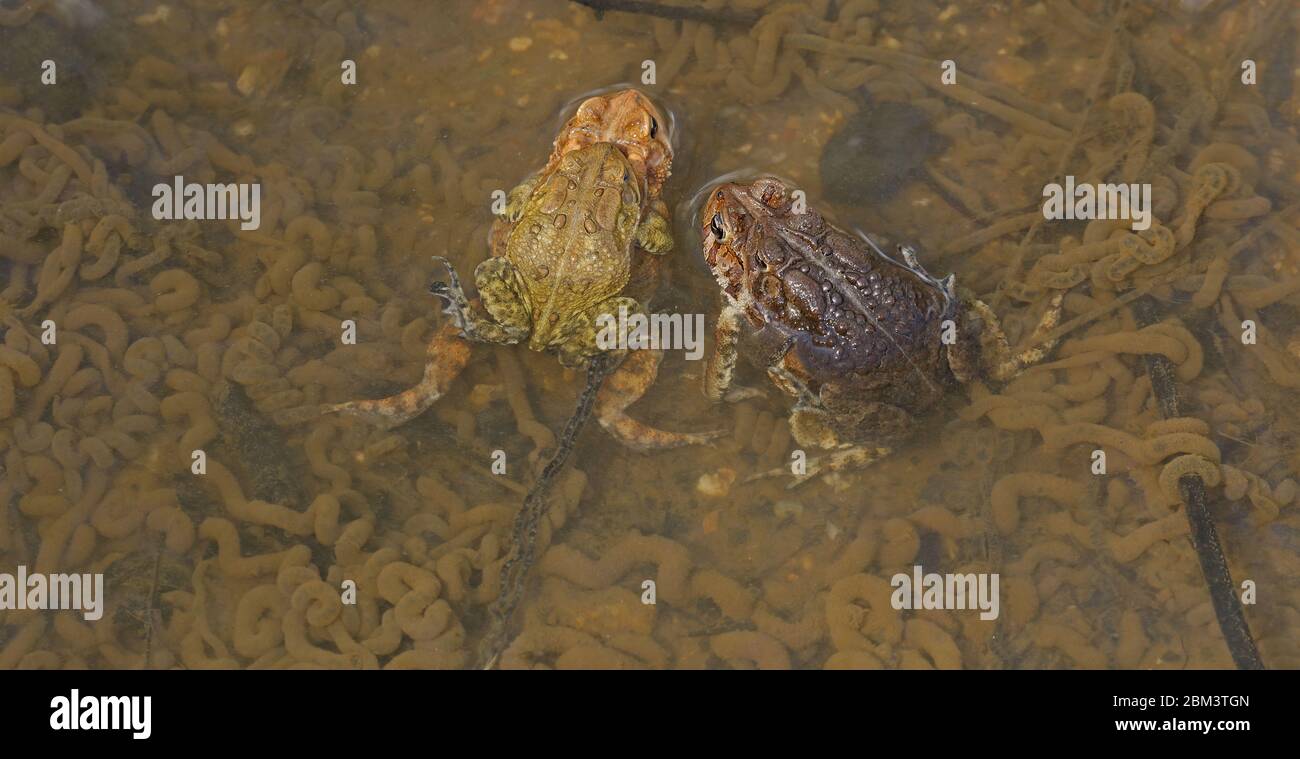 Toad americano (Anaxyrus americanus), coppie in ampexus, femmine che depongono uova tra le uova di altre coppie, Maryland Foto Stock