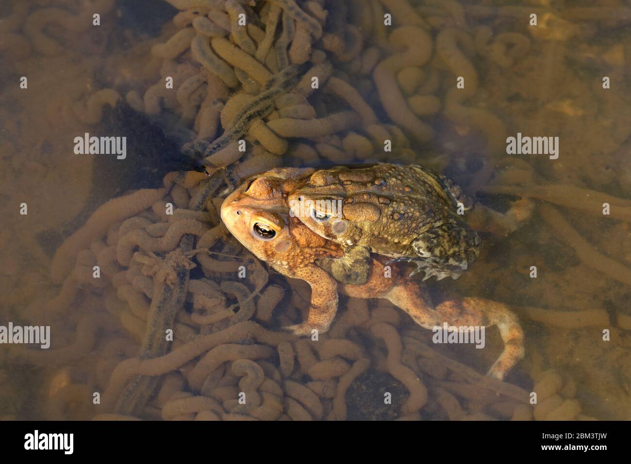 Toad americano (Anaxyrus americanus), coppia in amplexus, uova di posa femmina tra le uova di altre coppie, Maryland Foto Stock