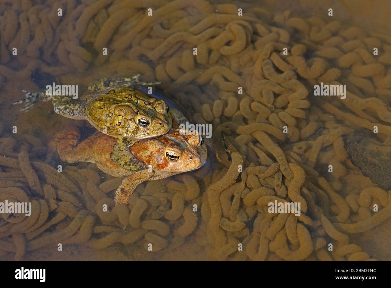 Toad americano (Anaxyrus americanus), coppia in amplexus, uova di posa femmina tra le uova di altre coppie, Maryland Foto Stock