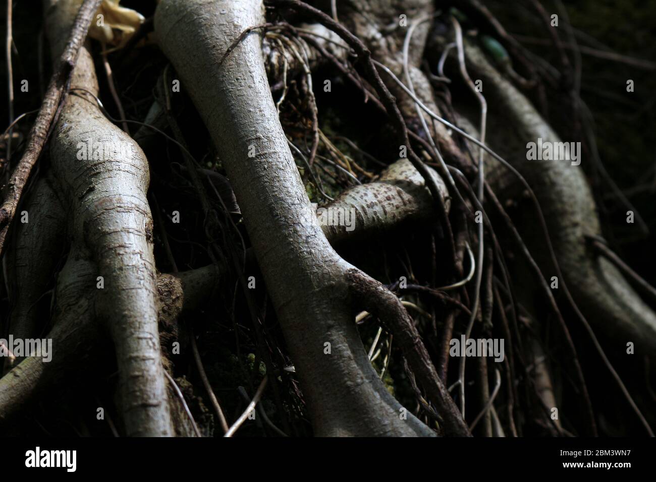 Primo piano foto di radici di alberi spessi esposti a terra Foto Stock