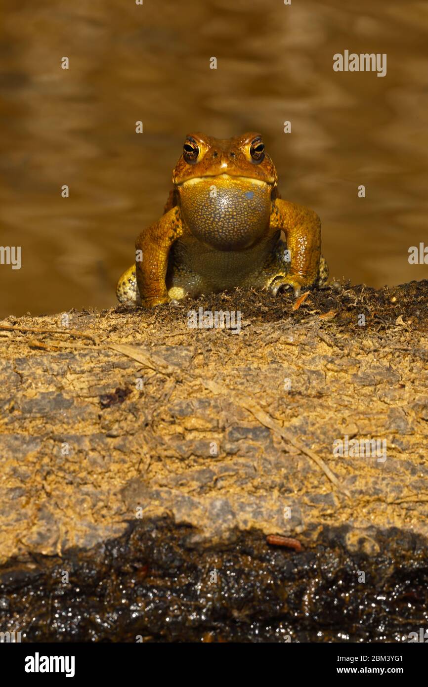Toad americano (Anaxyrus americanus), maschio che chiama ad attrarre femmina, Maryland Foto Stock