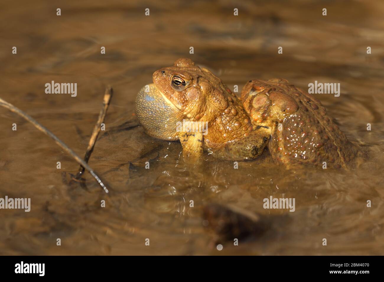 Toad americano (Anaxyrus americanus), maschio che tenta di accoppiarsi con un altro maschio e che viene rebuffed, Maryland Foto Stock