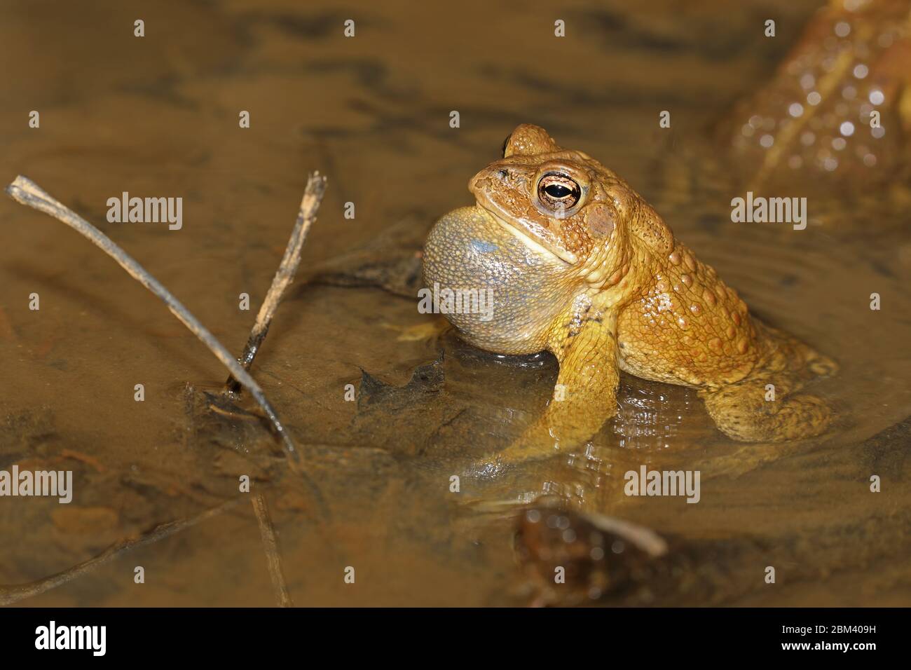 Toad americano (Anaxyrus americanus), maschio che chiama ad attrarre femmina, Maryland Foto Stock
