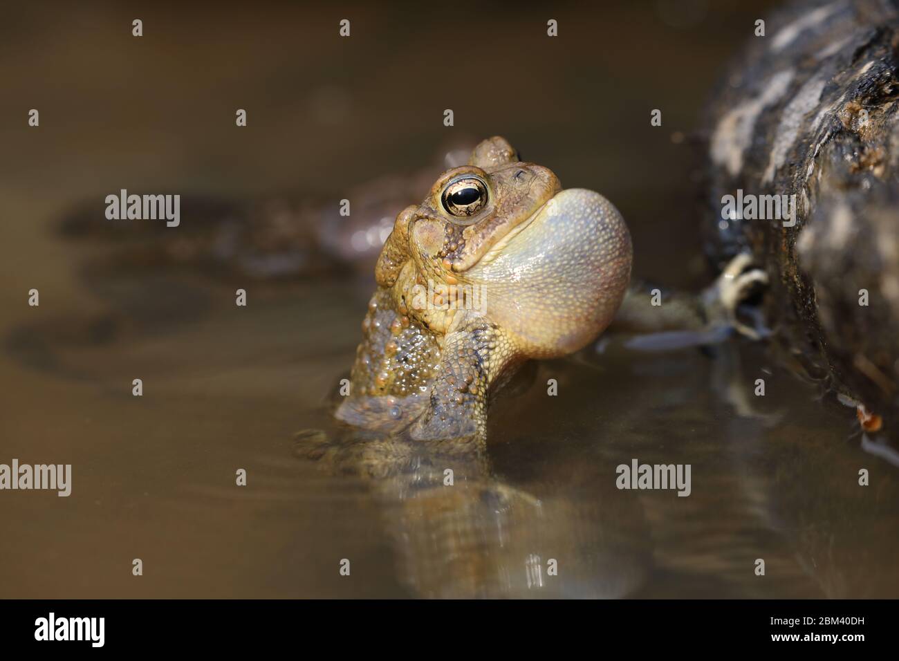 Toad americano (Anaxyrus americanus), maschio che chiama ad attrarre la donna Foto Stock