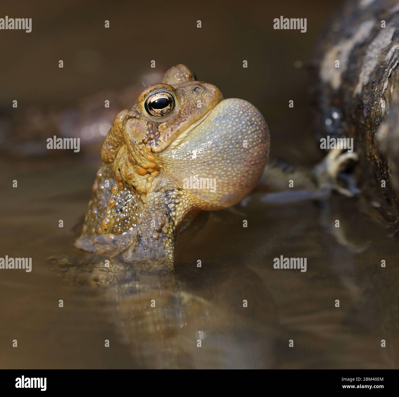 Toad americano (Anaxyrus americanus), maschio che chiama ad attrarre la donna Foto Stock