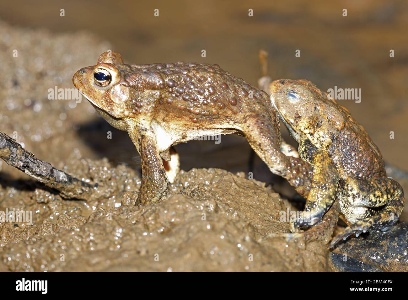 Toad americano (Anaxyrus americanus), maschio che tenta di accoppiarsi con un altro maschio e che viene rebuffed, Maryland Foto Stock