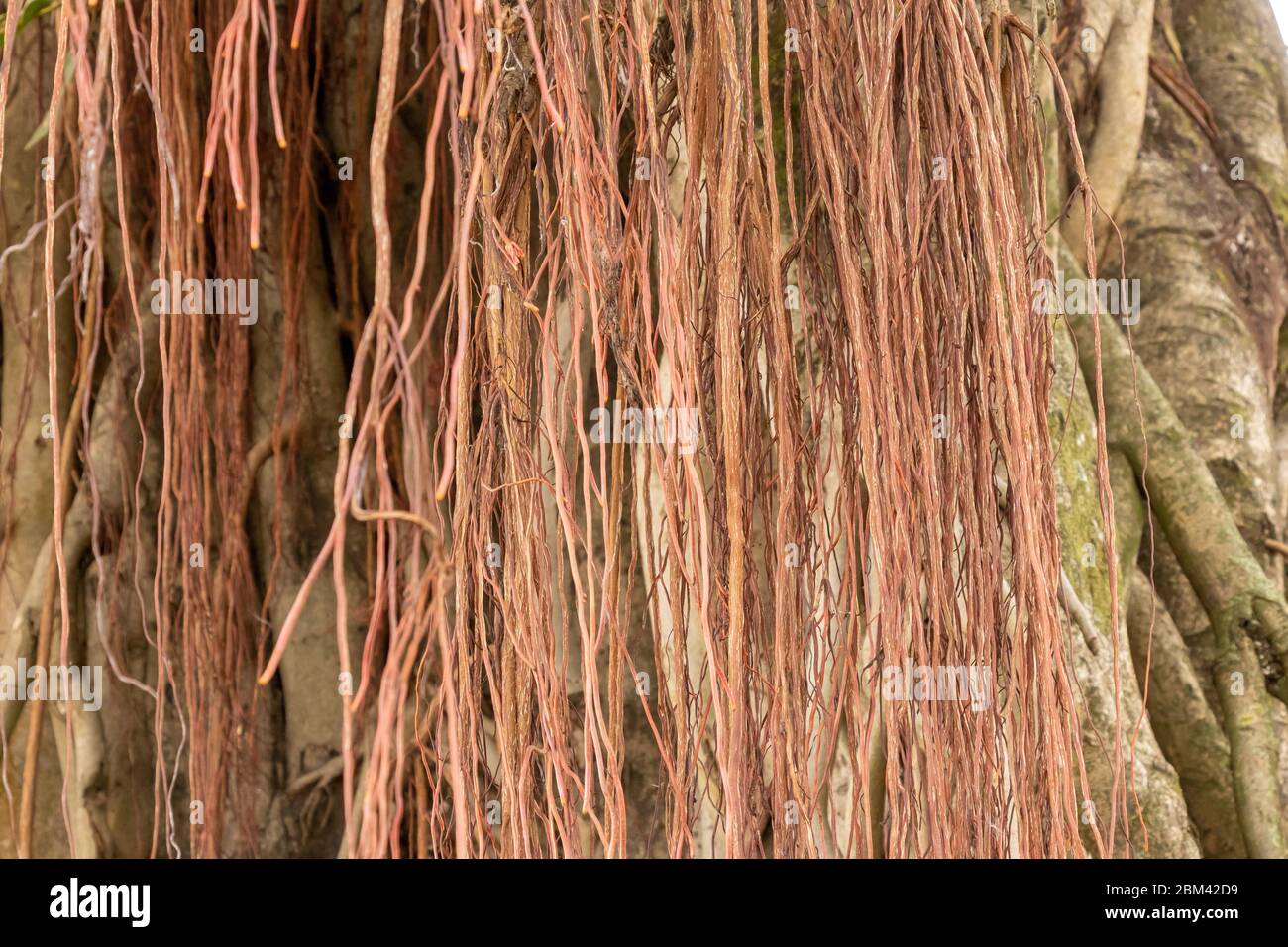 Banyan albero con tronchi multipli, e un grande numero di rami. Foto Stock
