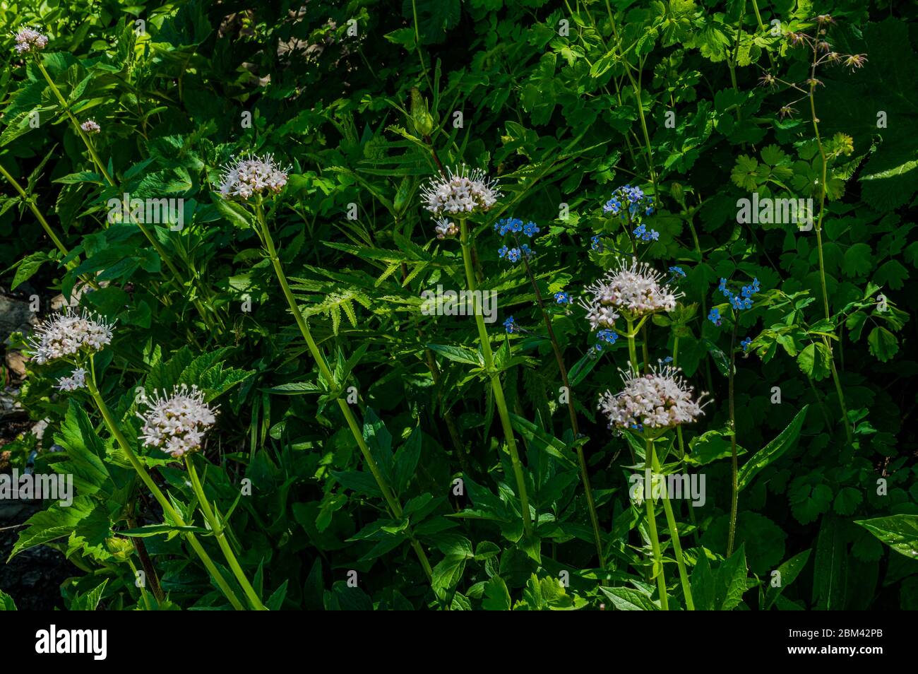 4856 Alpine Dimentami i not prendere posto tra il lussureggiante fogliame del percorso Highline, Glacier National Park - Montana Foto Stock