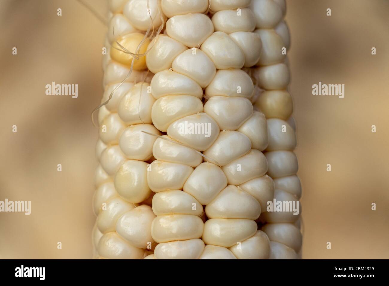 Primo piano della pannocchia di mais bianco crudo o del mais Foto Stock