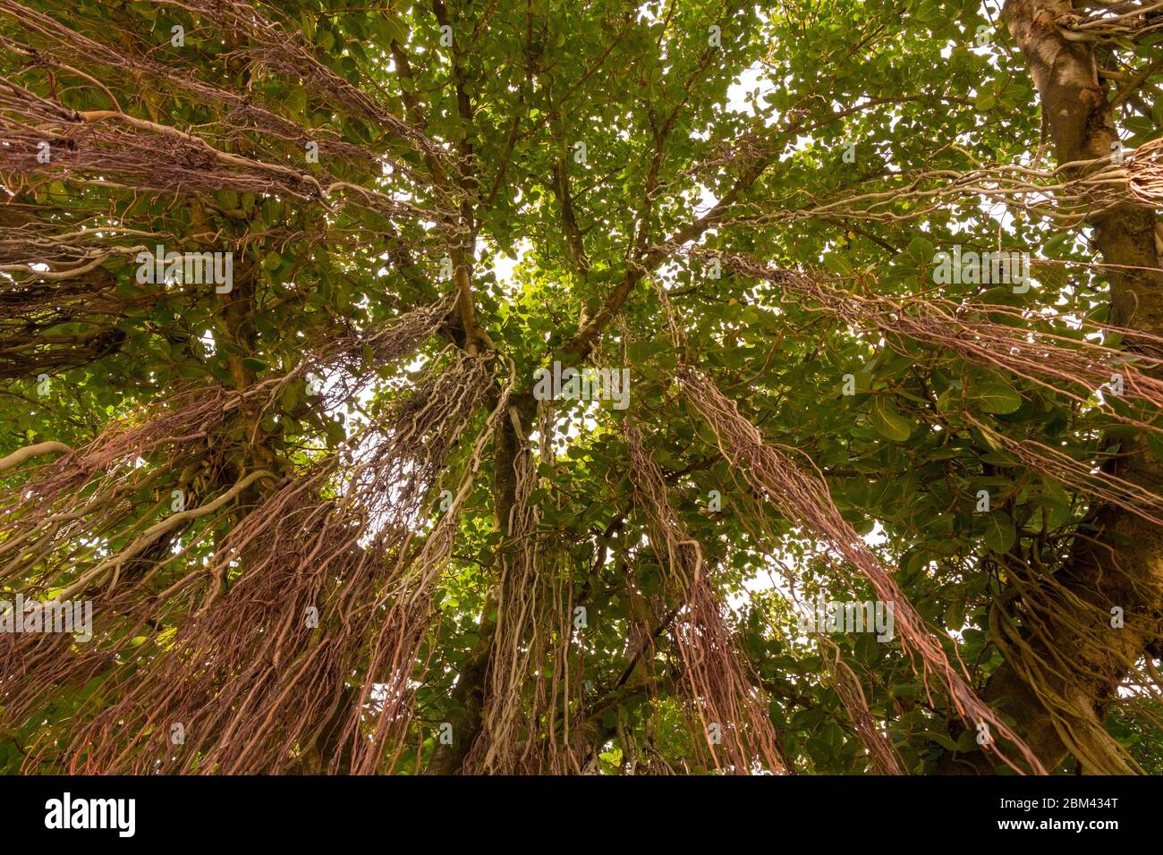 Vista sull'albero di Banyan da bottoni a cielo, con più tronchi e un gran numero di rami. Foto Stock