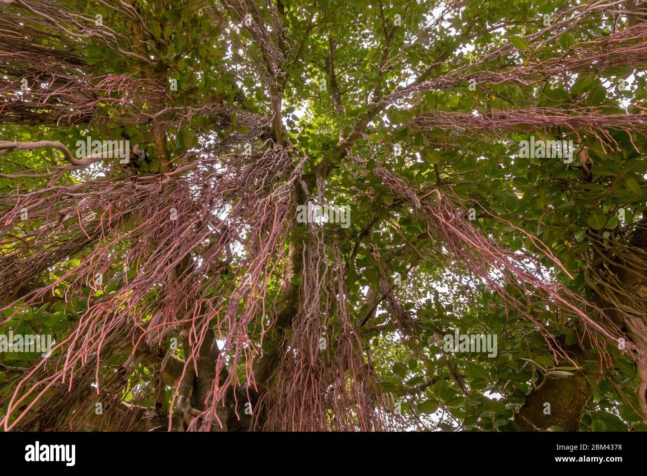 Vista sull'albero di Banyan da bottoni a cielo, con più tronchi e un gran numero di rami. Foto Stock