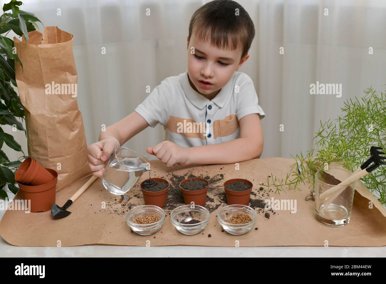 Il bambino è occupato piantando i semi di micro verde in pentole piccole. Il ragazzo versa l'acqua da una caraffa in una pentola di terreno. Foto Stock