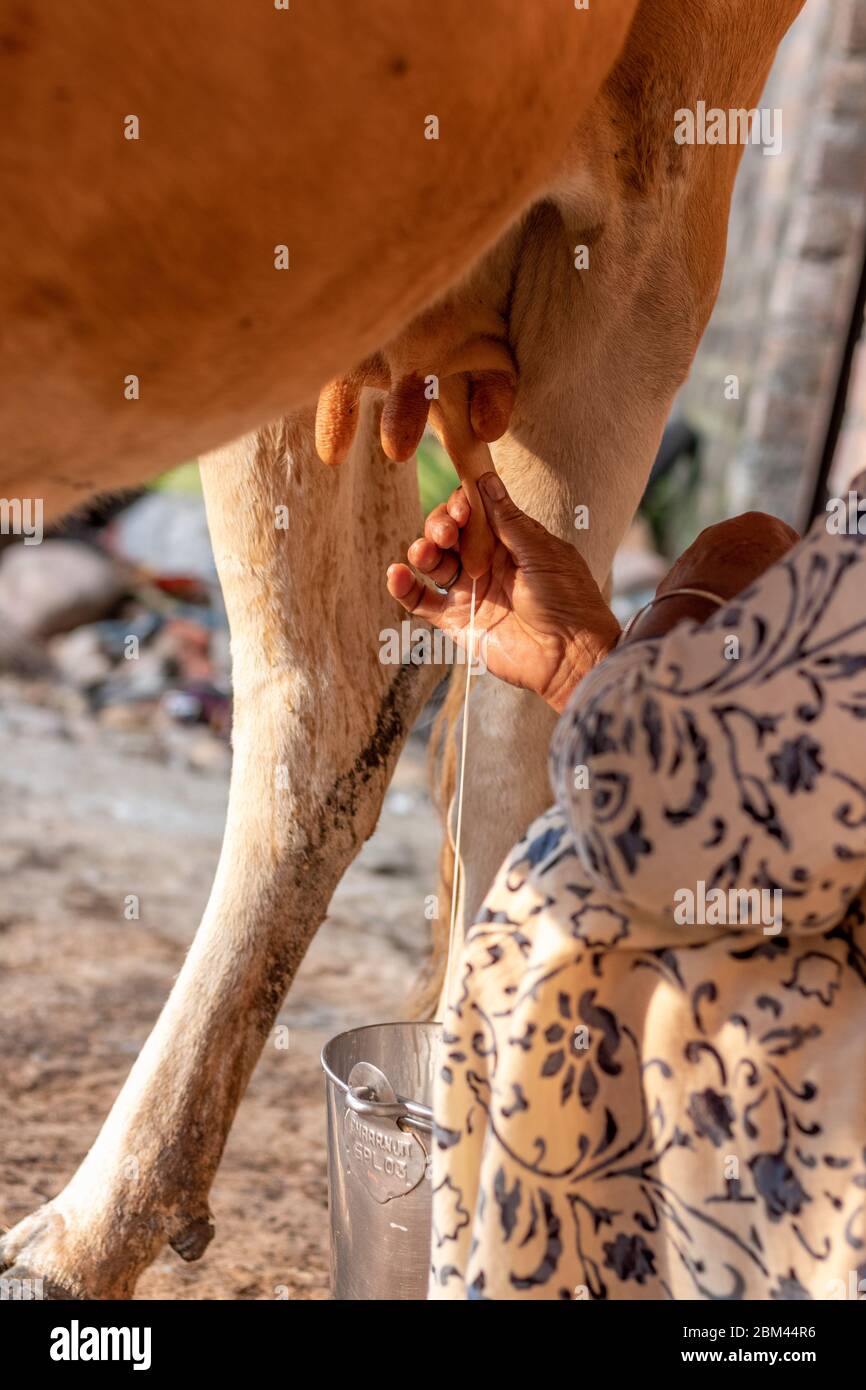 Donna mungendo una mucca a mano. Mungitura di una mucca. Foto Stock