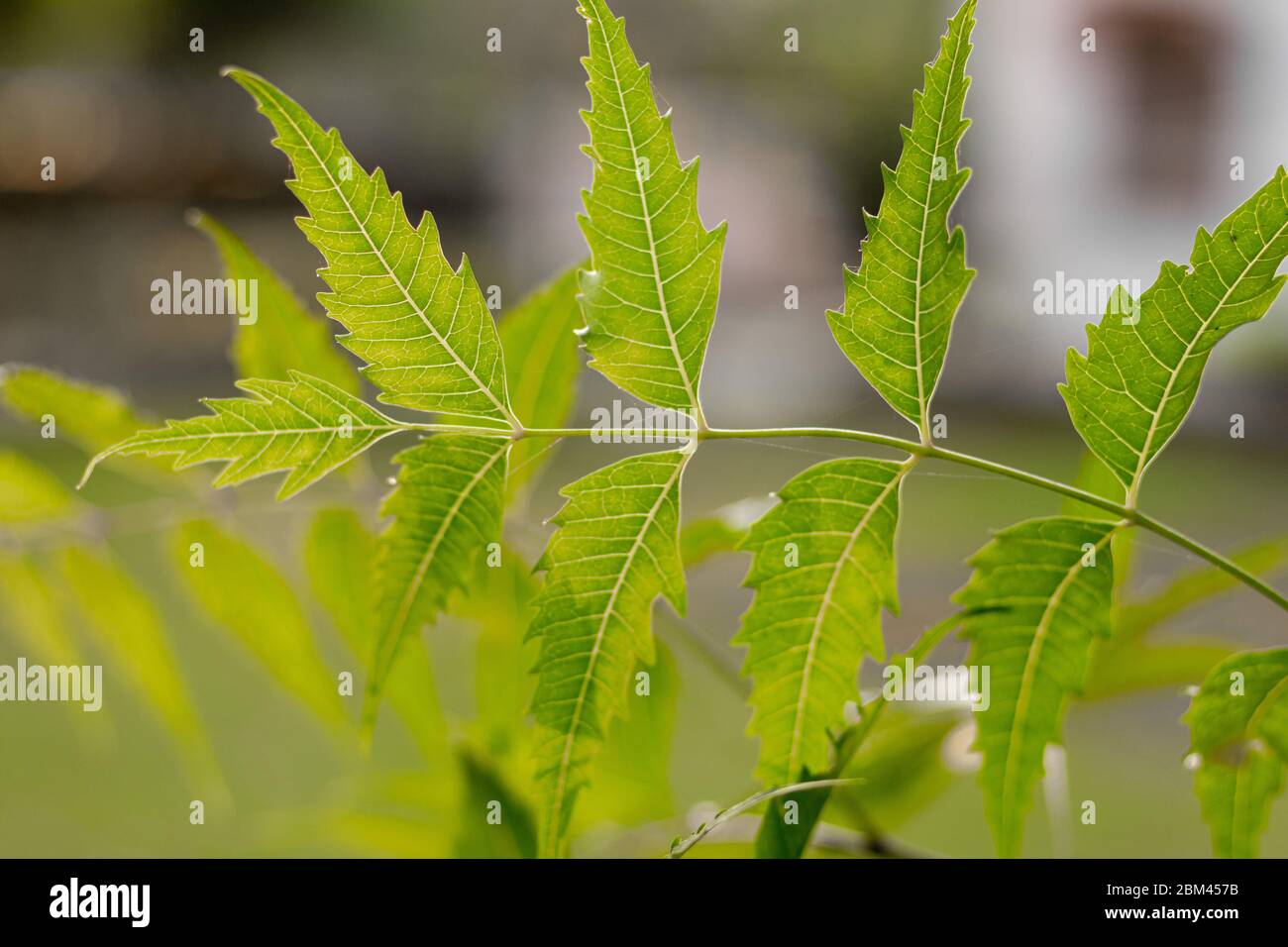 Azadirachta o foglie di albero di neem, nimtree o lilla indiana. Foto Stock