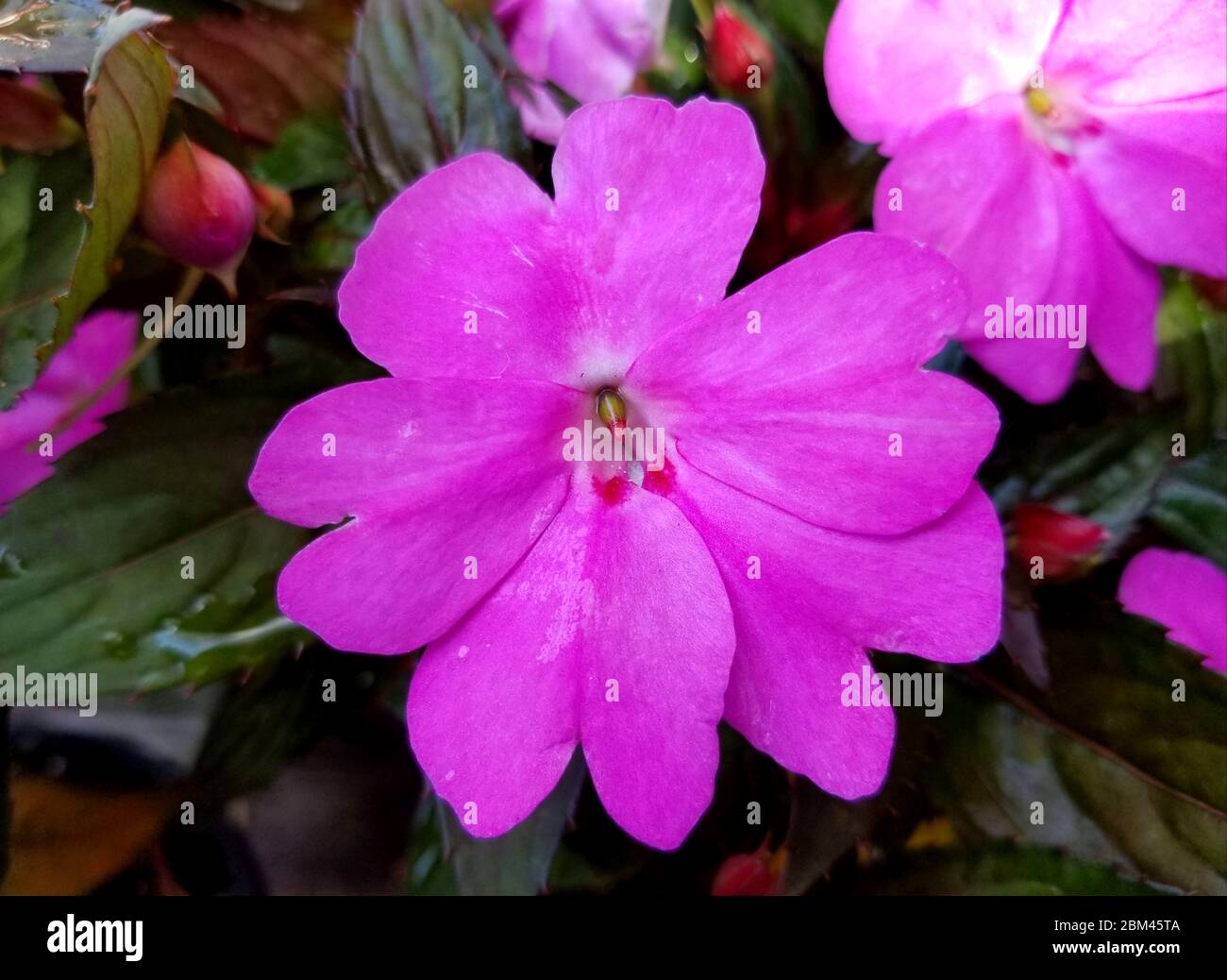 Bella viola Nuova Guinea Impatiens fiore a piena fioritura Foto Stock