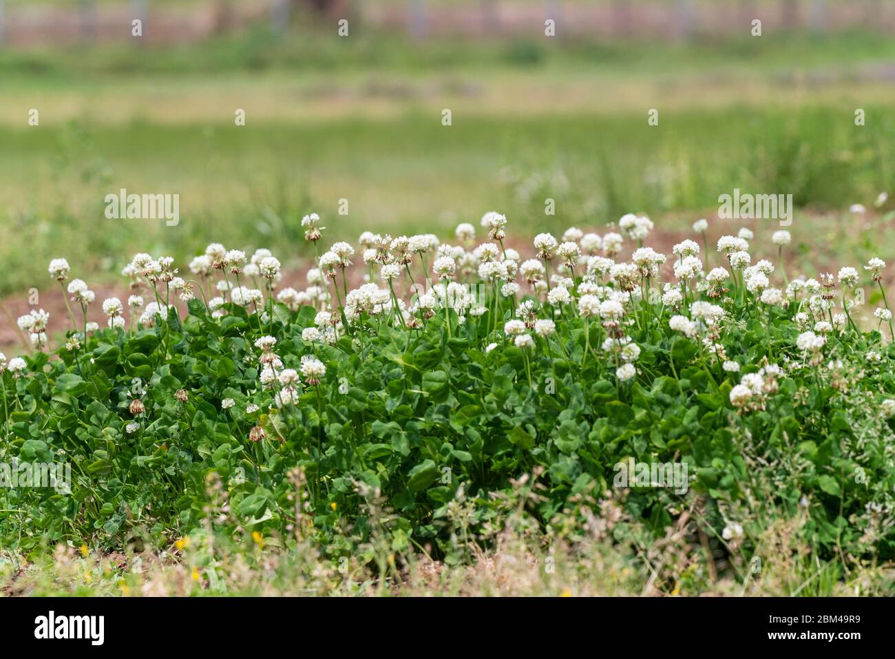 Trifoglio bianco (trifolium repens), Isehara City, Kanagawa Prefecture, Giappone Foto Stock