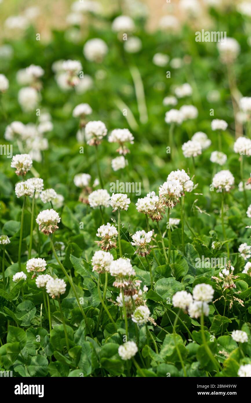 Trifoglio bianco (trifolium repens), Isehara City, Kanagawa Prefecture, Giappone Foto Stock