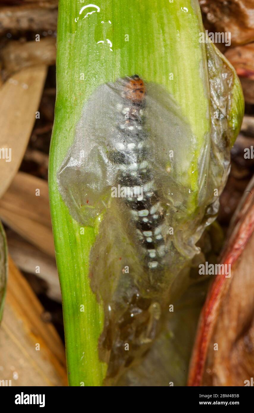 bruco bianco e nero, crini di brighi, bruco di Lily Borer che alimenta sotto strato esterno / epidermide di foglia di ippeastrum, in giardino australiano Foto Stock