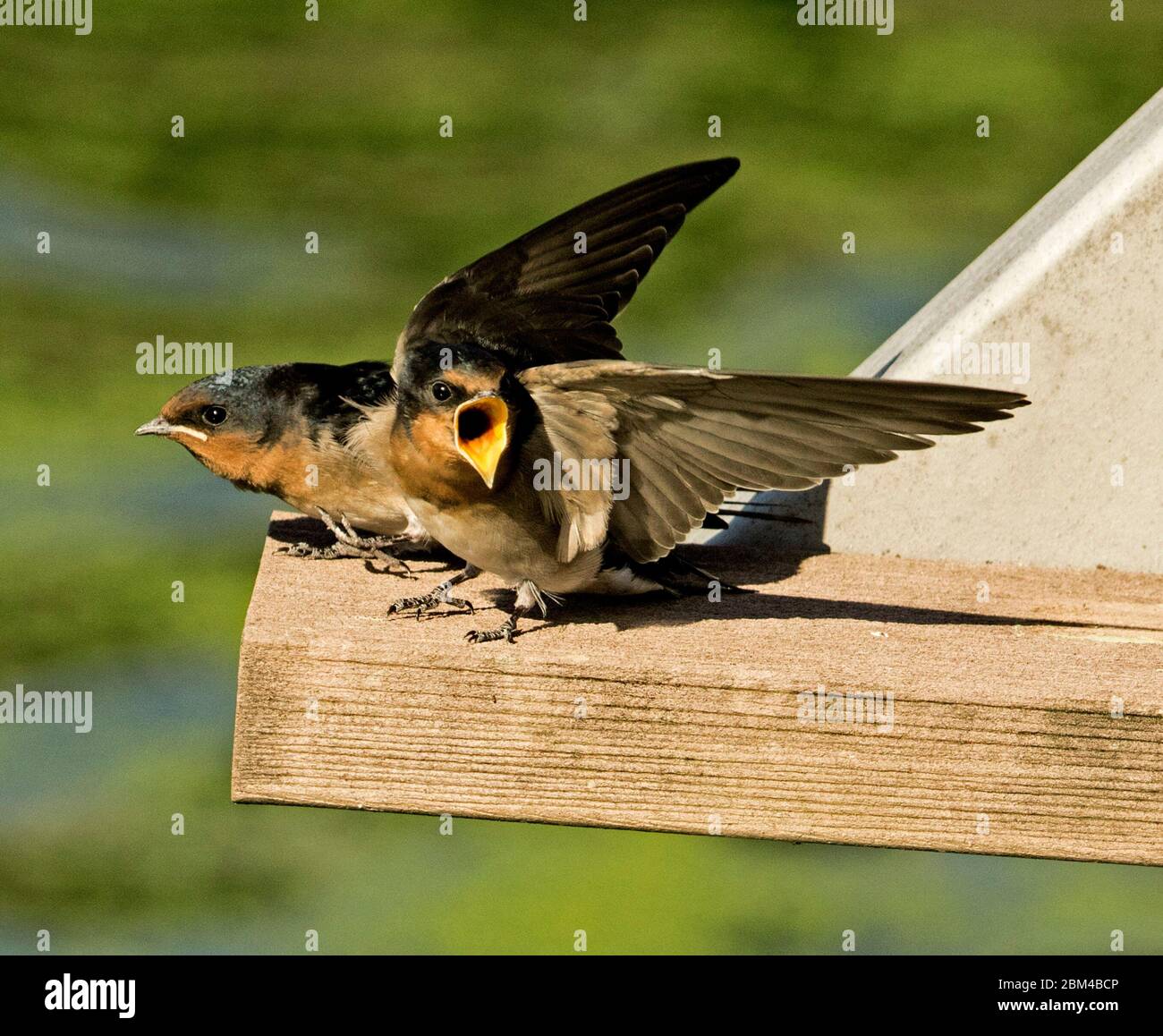 Due colorati saloni di benvenuto, Hirundo neoxena, uno con ali estese e Bill aperto pieghettatura per il cibo sullo sfondo del lago Foto Stock