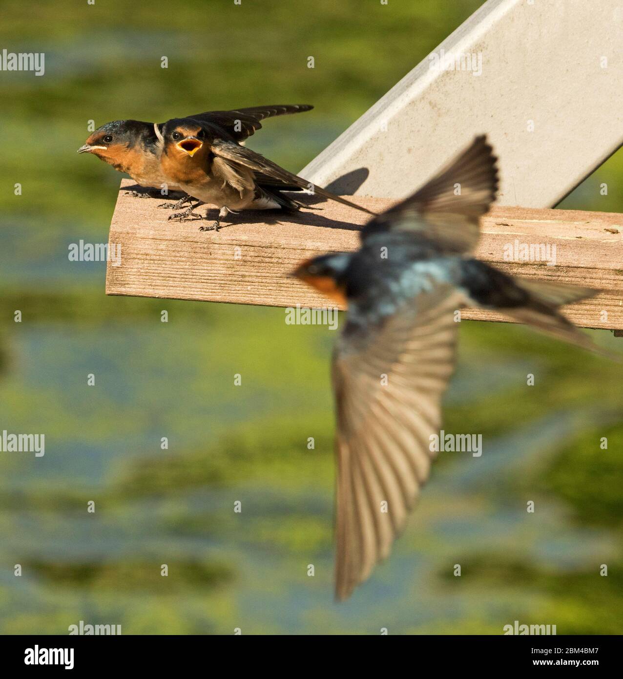 Benvenuto Swallow fledgling, Hirundo neoxena, con disegno di legge aperto come genitore, in volo, arriva a nutrirlo, contro sfondo verde del lago in Australia Foto Stock